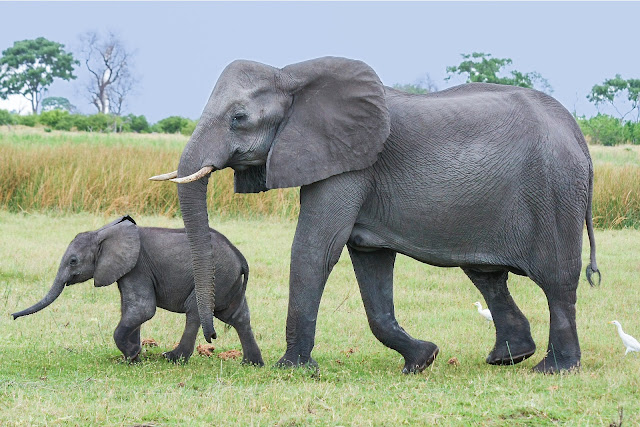 Pendengaran yang dimiliki gajah tajam