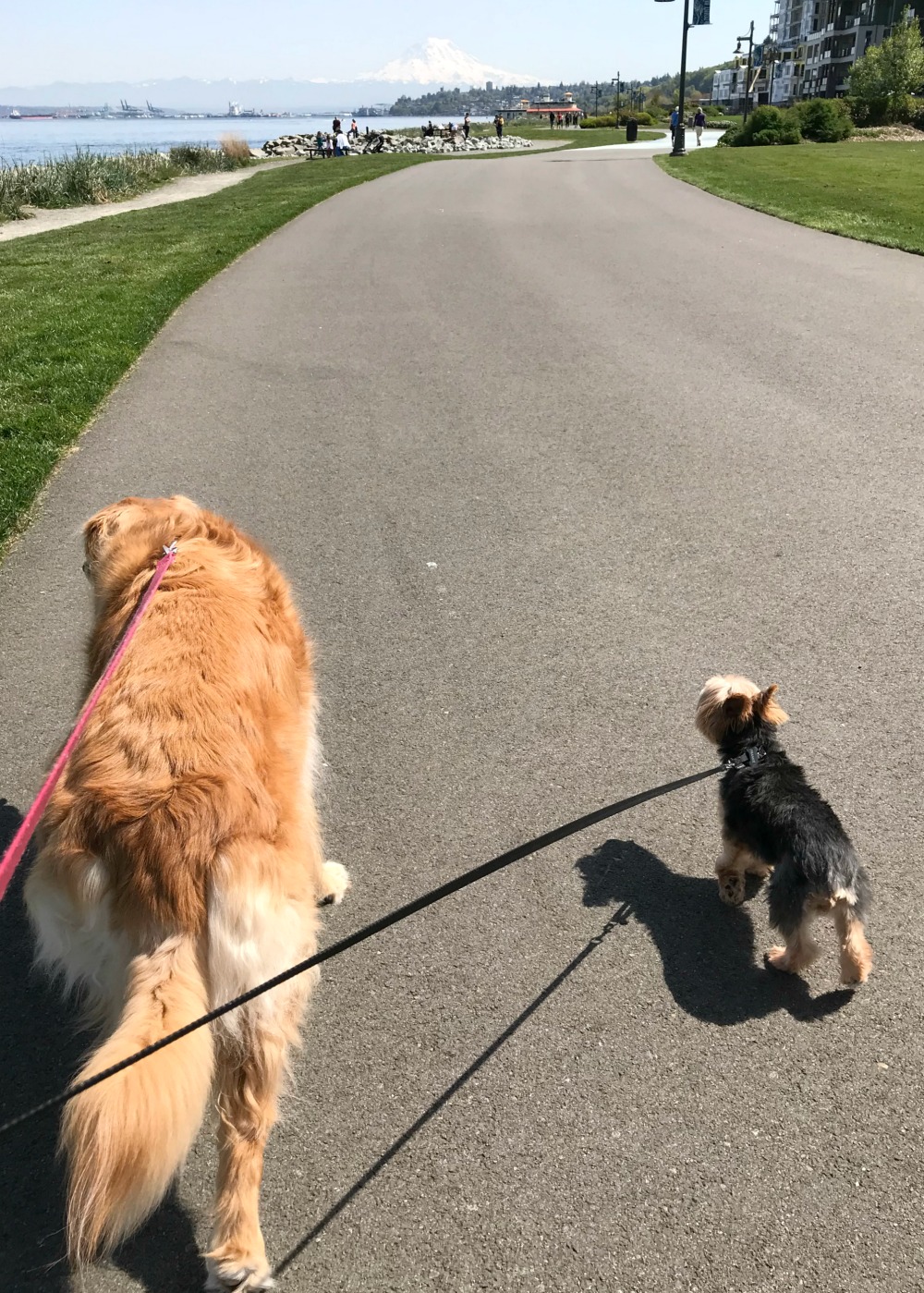 Fun Outdoor Activities for You and Your Dog