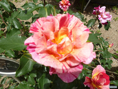 薔薇 薔薇