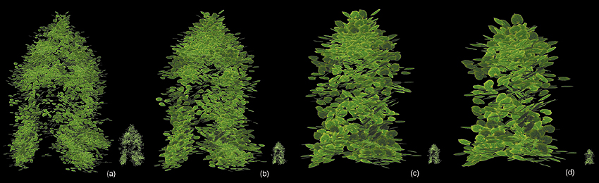 成長する形と加工される形 - ふしぎデザインブログ