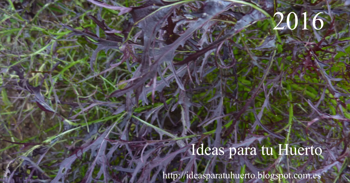 Ideas para tu Huerto: CATÁLOGO DE SEMILLAS Y PLANTAS 2016