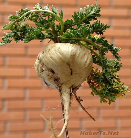Maca bitkisi Maca bitkisi