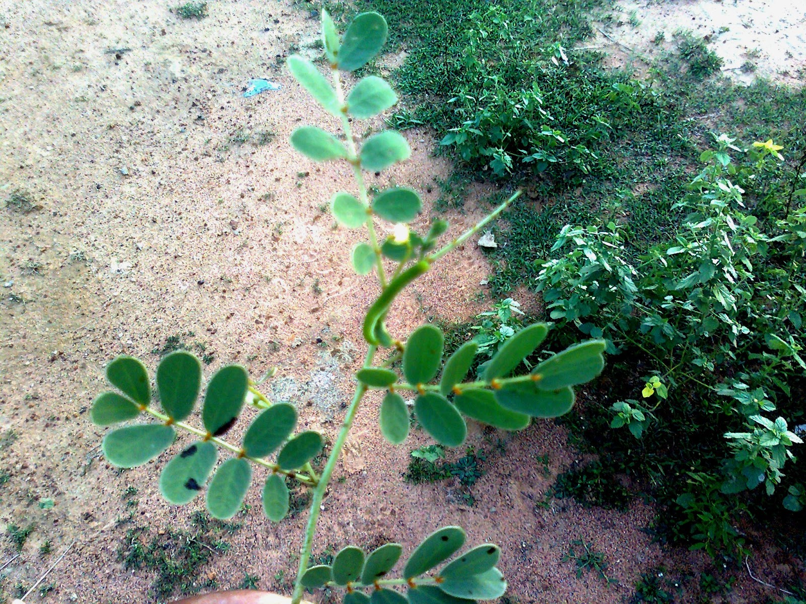 cuddalore ceo nila avarai நிலஆவாரை மூலிகை