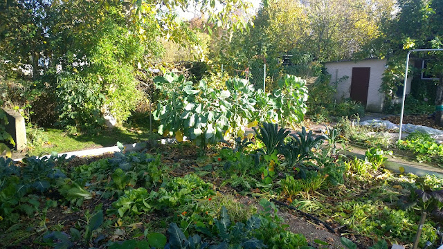 Gemüsegarten im November (c) by Joachim Wenk Gemüsegarten im November (c) by Joachim Wenk