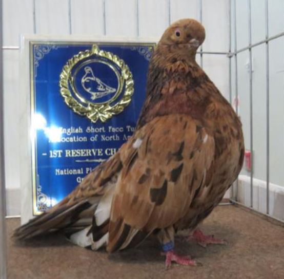 World of Pigeons and Doves English Short Faced Tumbler