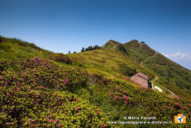 La dorsale fiorita del monte Gambarogno La dorsale fiorita del monte Gambarogno