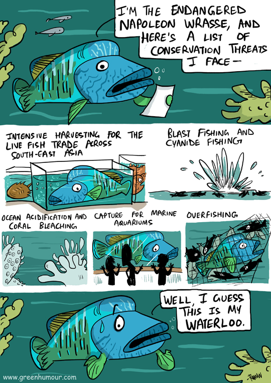 Green Humour: The Napoleon Wrasse