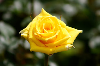 grandma yellow rose