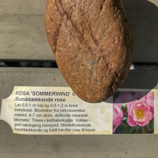 rosen sommerwind ros, sommerwind