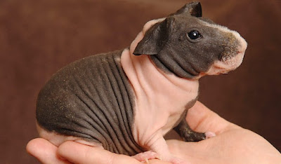 skinny pig behaviour