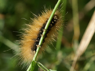 Chenille rousse poilue Chenille rousse poilue