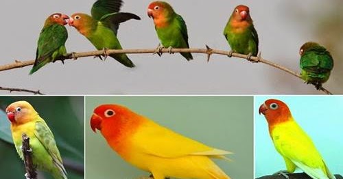 Daftar Harga Resmi Burung Lovebird Lengkap Semua Jenis Terbaru Daftar Harga Resmi Burung Lovebird Lengkap Semua Jenis Terbaru