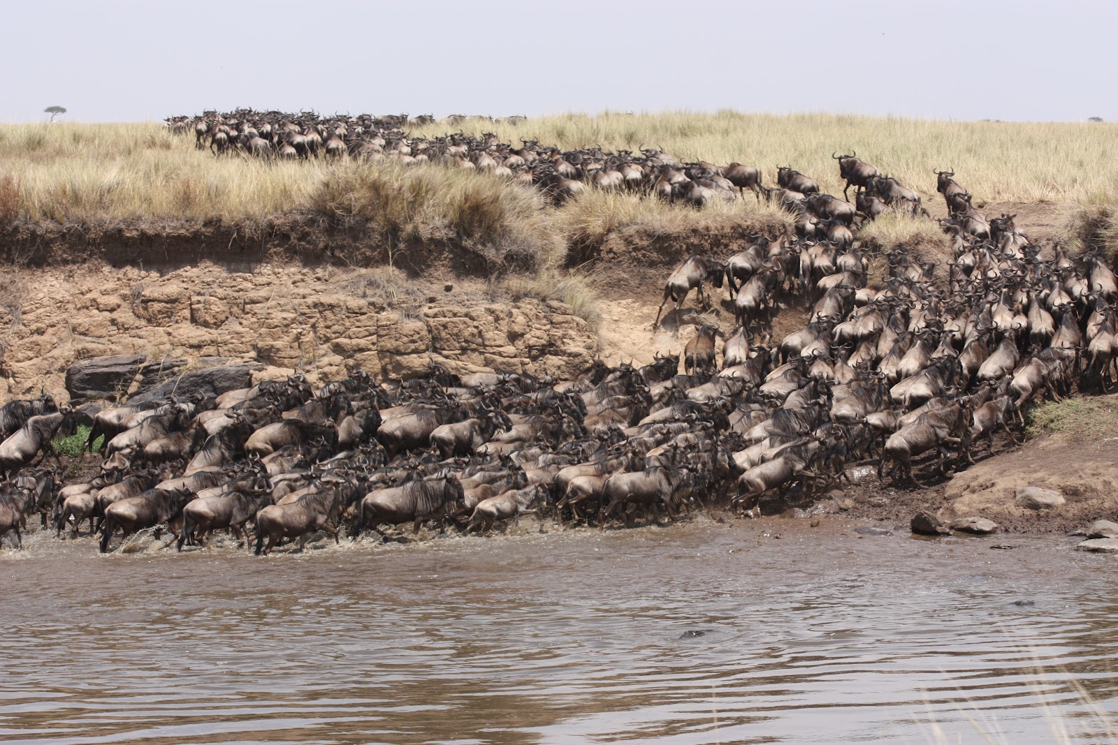 Witness the annual wildebeest migration at the Maasai Mara.