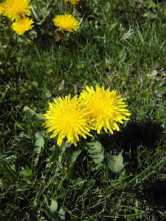 Tornavacas flores en el prado