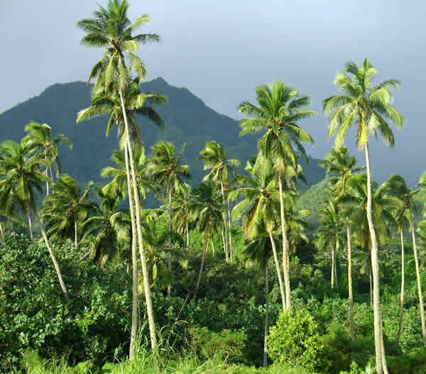 Plant Life Pasific Island Flora