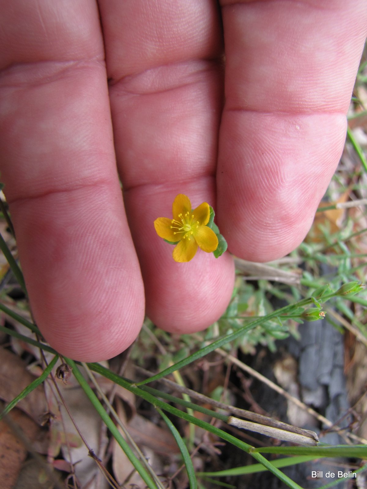 Sydney's Wildflowers and Native Plants: Hypericum gramineum - Small St ...