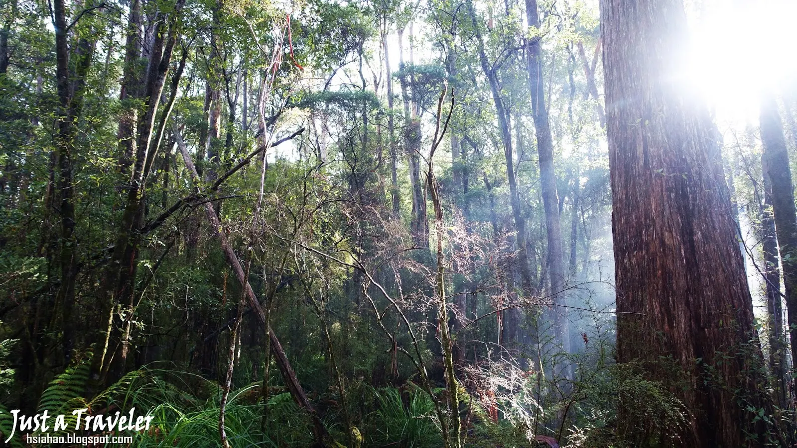 塔斯馬尼亞-森林-景點-推薦-Hastings-Caves-Thermal-Springs-旅遊-自由行-澳洲-Tasmania-Tourist-Attraction-Travel-Australia