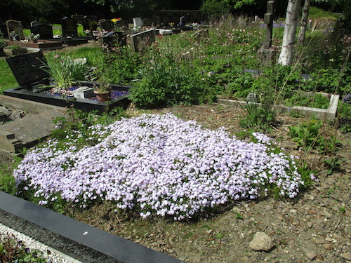 Phlox subulata as a cemetery plant