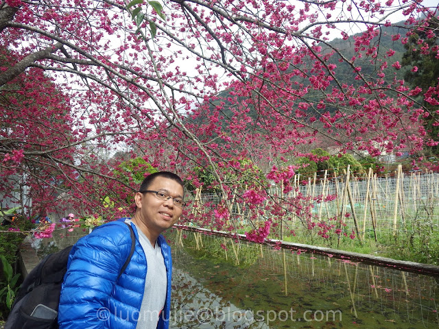 Caopingtou cherry blossoms