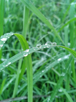 aakash patil, narewadi, grass, water drop, diamond, Mimarathiap, 3d.patilaakash