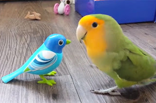 Waktu Yang Tepat Untuk Master Lovebird Agar Durasi Panjang Waktu Yang Tepat Untuk Master Lovebird Agar Durasi Panjang