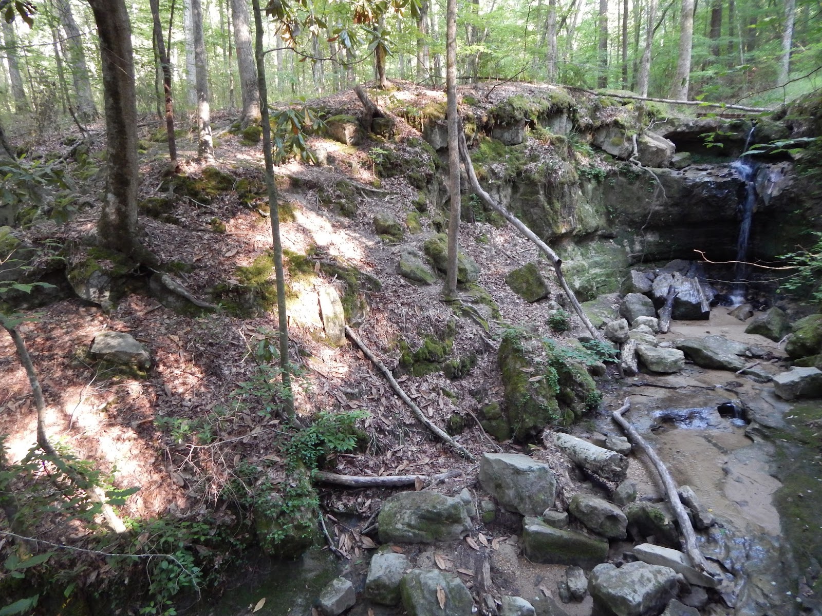 Central Louisiana Birding & Wildlife Sicily Island Hills, Catahoula