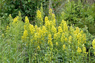 Златица - Solidago virgaurea - Билки Лековити и Народна Медицина