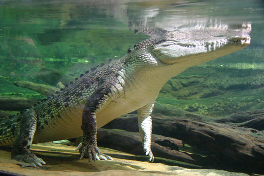 krokodil paraziták