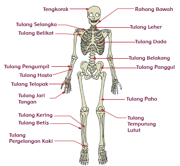 Menjelaskan Alat Gerak  Dan Fungsinya Pada Insan Kabar 