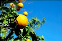How Food Can affect a Painful Bladder Lemons are a common trigger food for interstitial cystitis