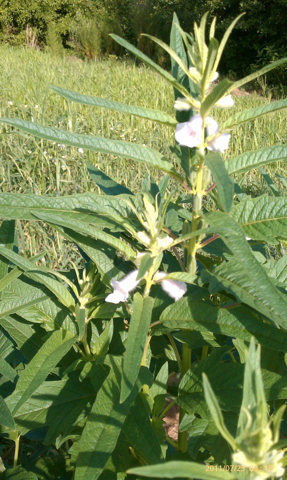 The New Hand Wingshooter Files Dove Field Update