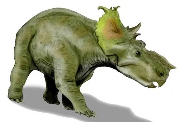 pachyrhinosaurus-باكيراينوسوراس