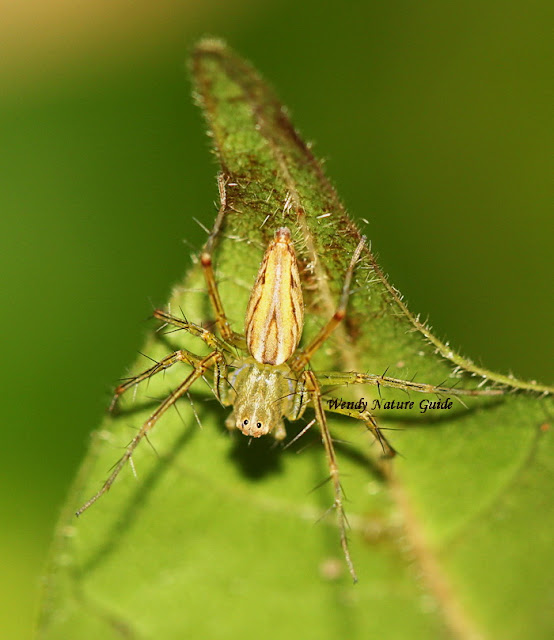 langkawi spiders lynx langkawi birdwatching and wildlife tour