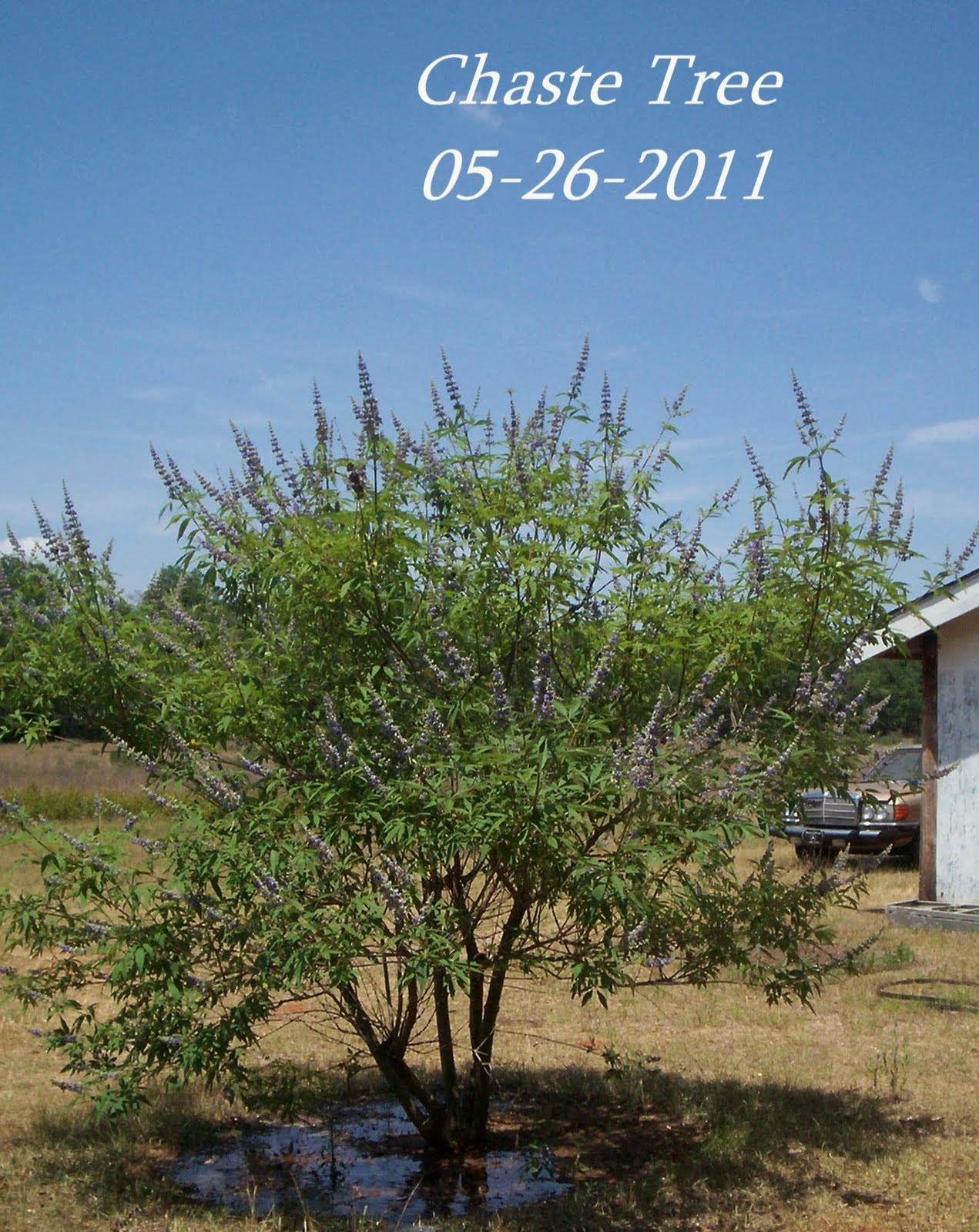 A Garden in Southwest Vitex agnuscastus, aka Chaste Tree