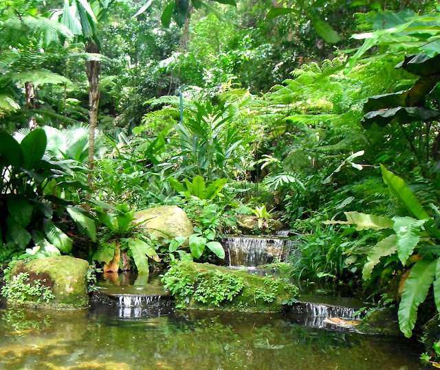 The Tropical Spice Garden - Kalanchoe