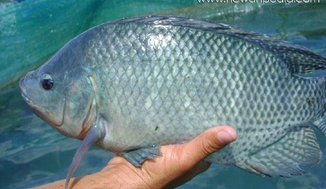 Gambar dan Foto Budidaya Ikan Mujair