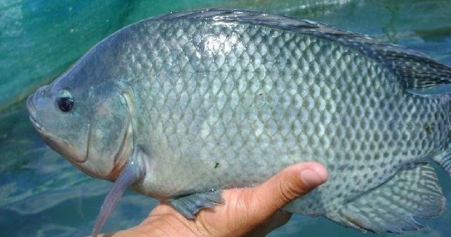 Budidaya Ikan Mujair di Kolam dan Aquarium serta Jenis Pakan yang Bagus
