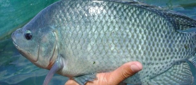 Budidaya Ikan Mujair di Kolam dan Aquarium serta Jenis Pakan yang Bagus