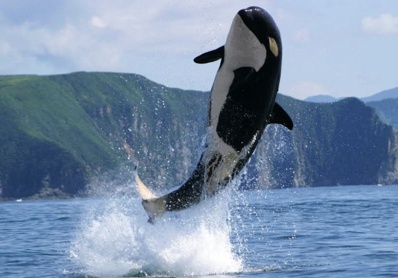 Orcas killer whales