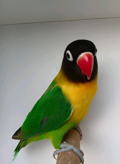 harga lovebird dakori harga lovebird dakori