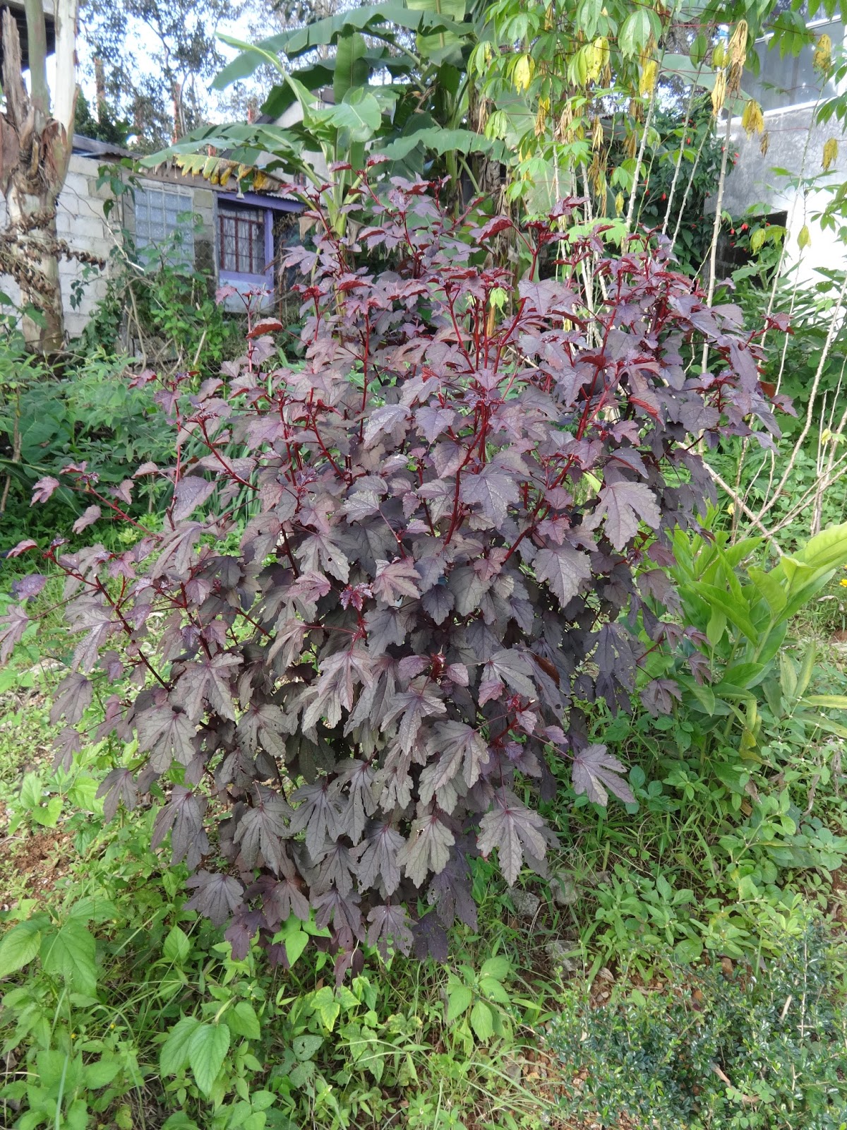 Herbs from Distant Lands Hibiscus acetosella Cranberry Hibiscus