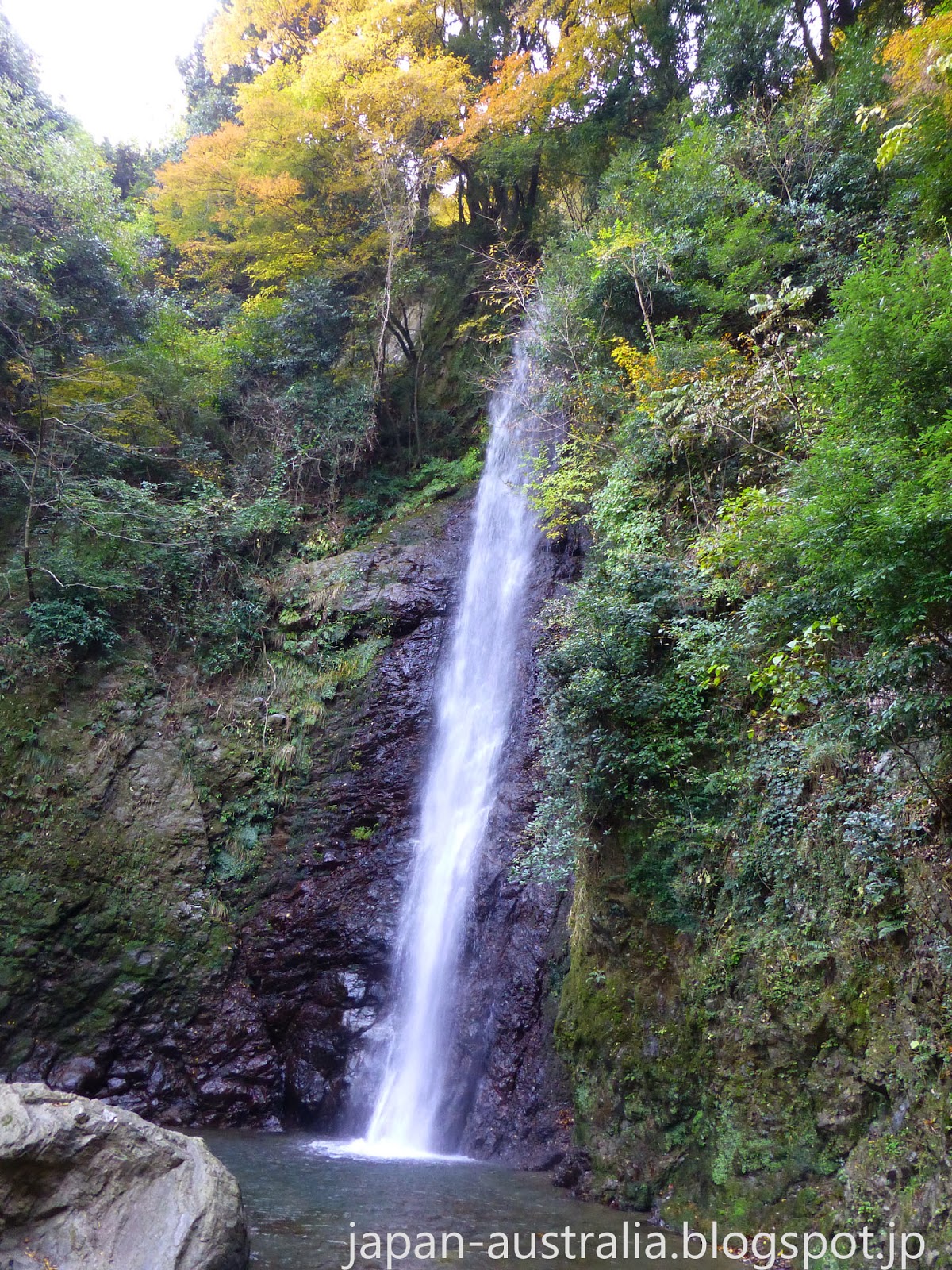 Japan Australia Autumn Leaves at Yoro Park