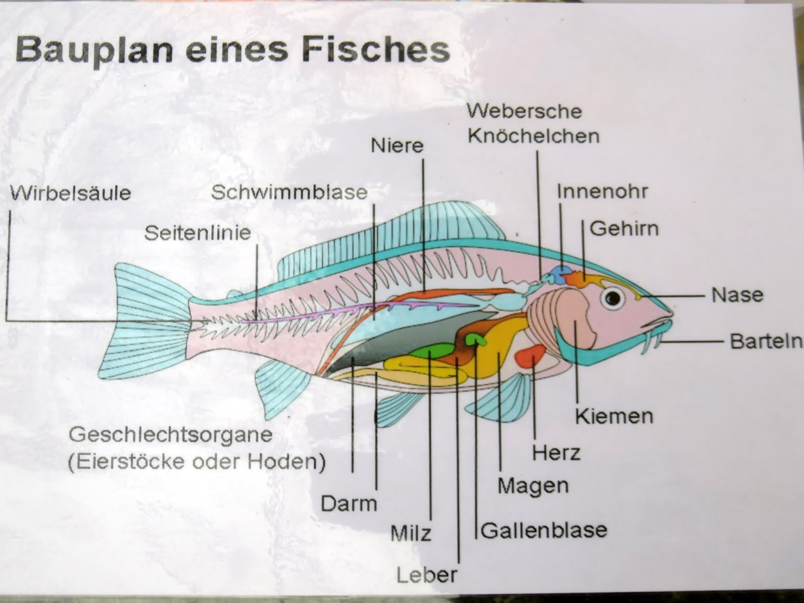 Bodenseewellen: Letzter Samstag