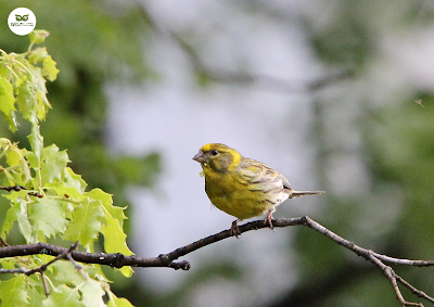 Serín verdecillo (Serinus serinus)