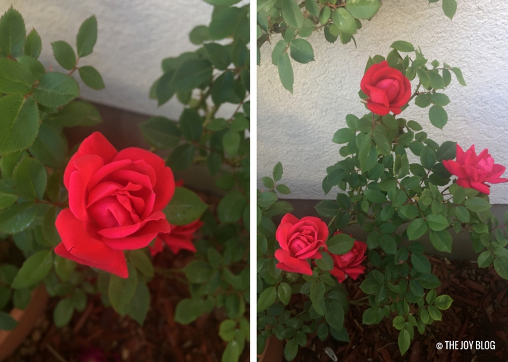 Container-grown Roses in bloom // www.thejoyblog.net