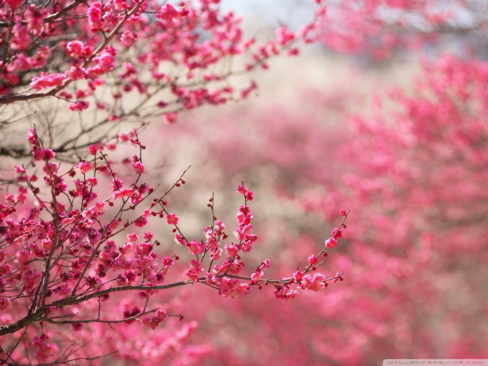 Kenali Jepang Bunga Sakura 