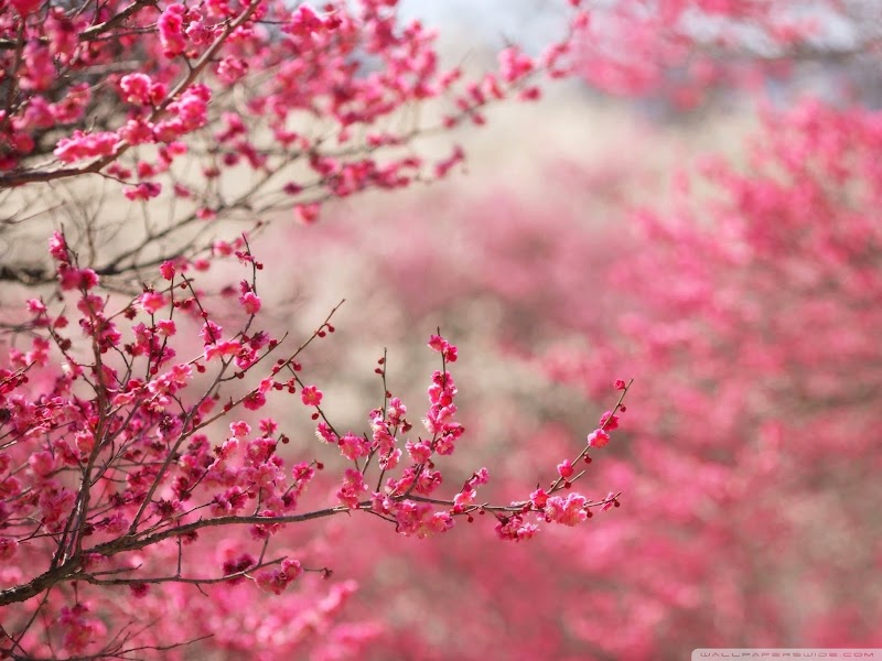 Inspirasi Bunga Sakura
