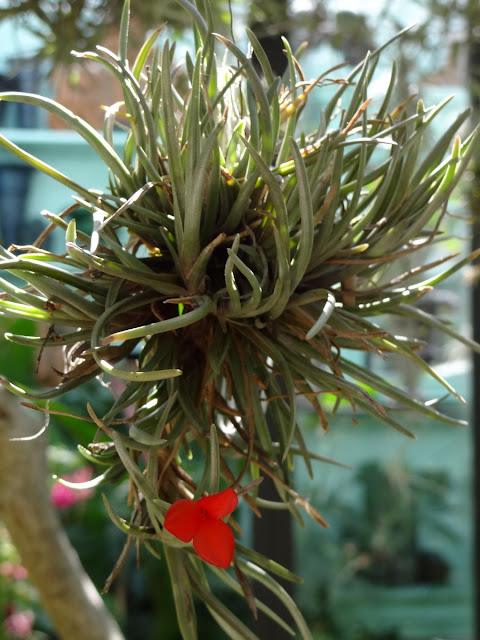 Tillandsia albertiana - Page 2 DSC00629