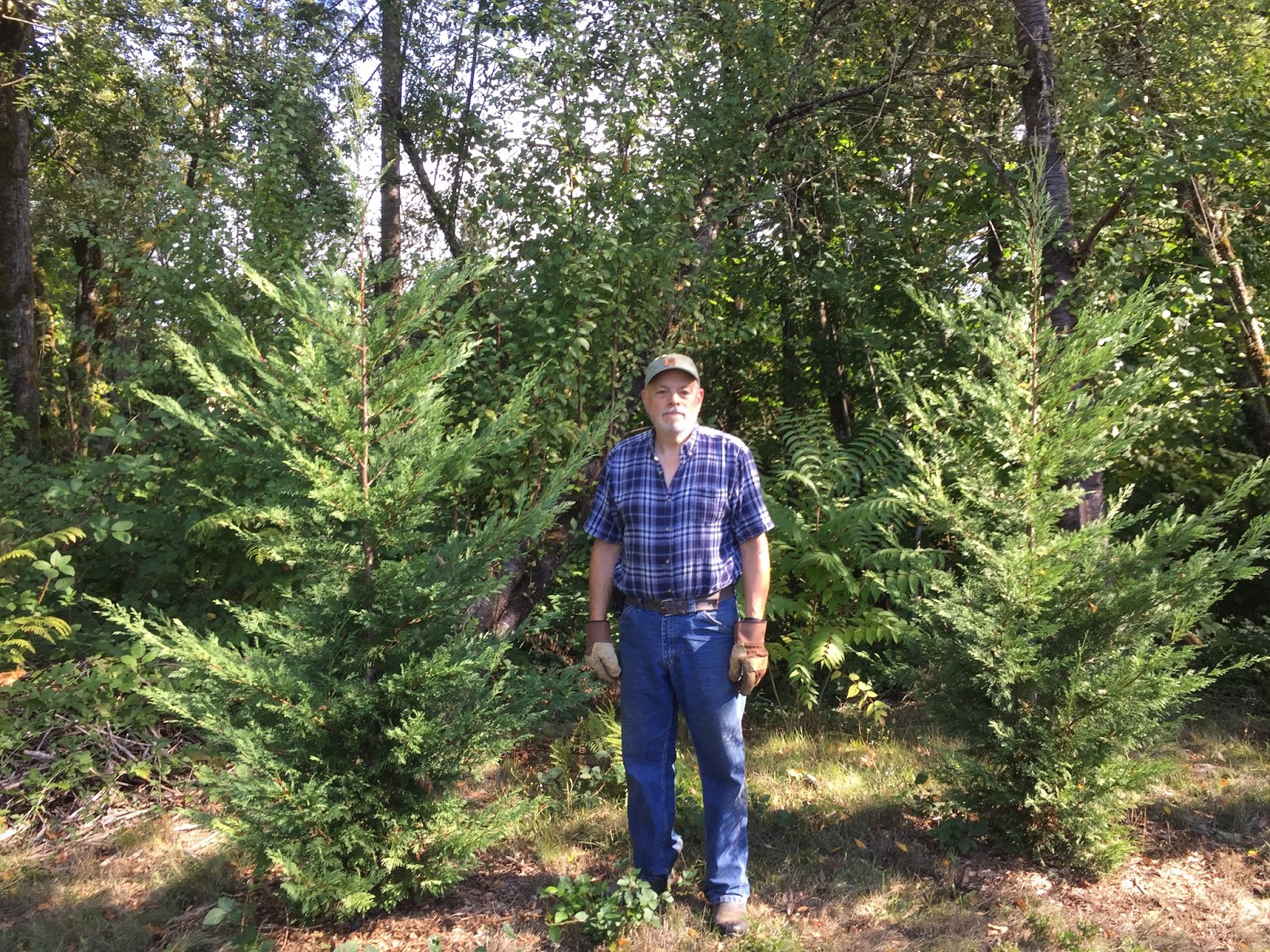 Daniel's Pacific NW Garden Leyland Cypress Trees at 18 Months. 9.23.17