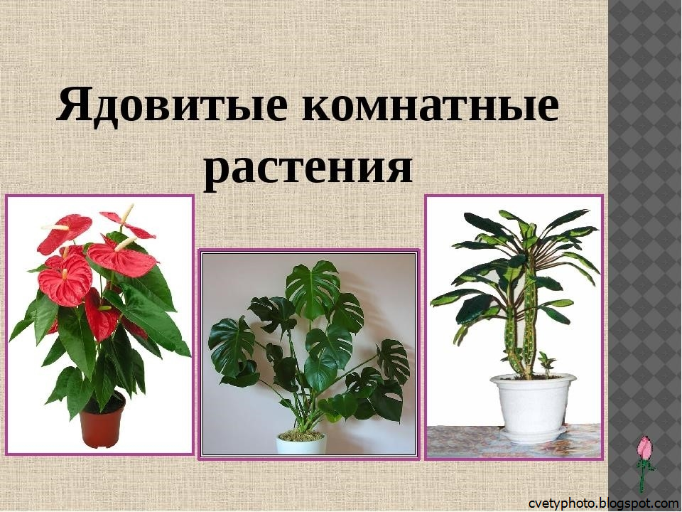Домашние цветы опасные для людей. Комнатные растения. Ядовитые домашние растения. Ядовитые растения домашние цветы. Ядовитые комнатные растения для человека.